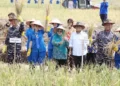 Mentan, Wakasal Bersama Pj. Gubernur Lampung Panen Raya Padi dan Jagung di Pesawaran
