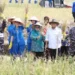Mentan, Wakasal Bersama Pj. Gubernur Lampung Panen Raya Padi dan Jagung di Pesawaran