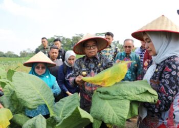 Pj. Gubernur Samsudin Panen Tembakau dan Beri Bantuan Pupuk di Lampung Timur