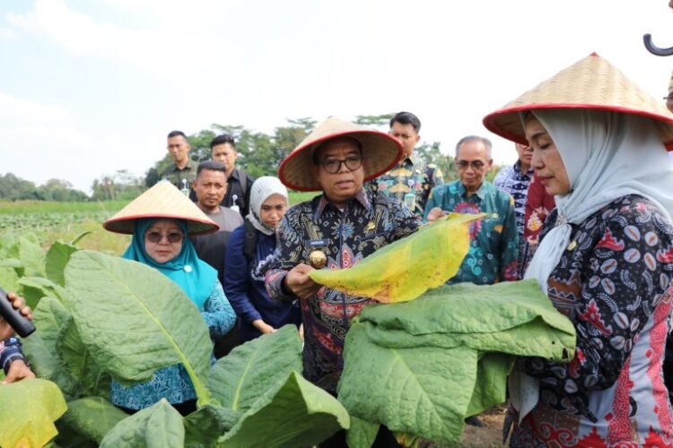 Pj. Gubernur Samsudin Panen Tembakau dan Beri Bantuan Pupuk di Lampung Timur