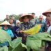 Pj. Gubernur Samsudin Panen Tembakau dan Beri Bantuan Pupuk di Lampung Timur