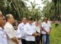Pj. Gubernur Lampung Kunjungi Usaha Peternakan Sapi Potong Hasil Integrasi Perkebunan Sawit dengan Perusahaan Peternakan