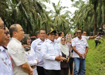 Pj. Gubernur Lampung Kunjungi Usaha Peternakan Sapi Potong Hasil Integrasi Perkebunan Sawit dengan Perusahaan Peternakan