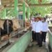 Pj. Gubernur Samsudin Tinjau Sarana dan Prasarana Balai Inseminasi Buatan UPTD BIDD Disnak Keswan di Lampung Tengah