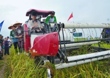 Gubernur Mirza Bersama Sekdaprov Lampung Panen Raya di Trimurjo