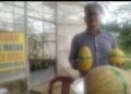 Kampung Penawar jaya Hadikan wisata petik melon Premium